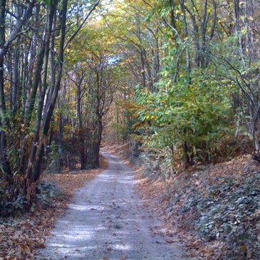 natura-bosco-sentiero-px